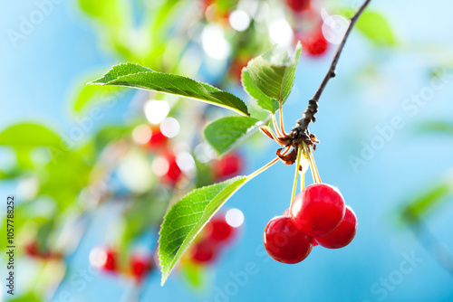 Obraz na płótnie Bunch of cherries on the branch in sunlight, sky on background w salonie