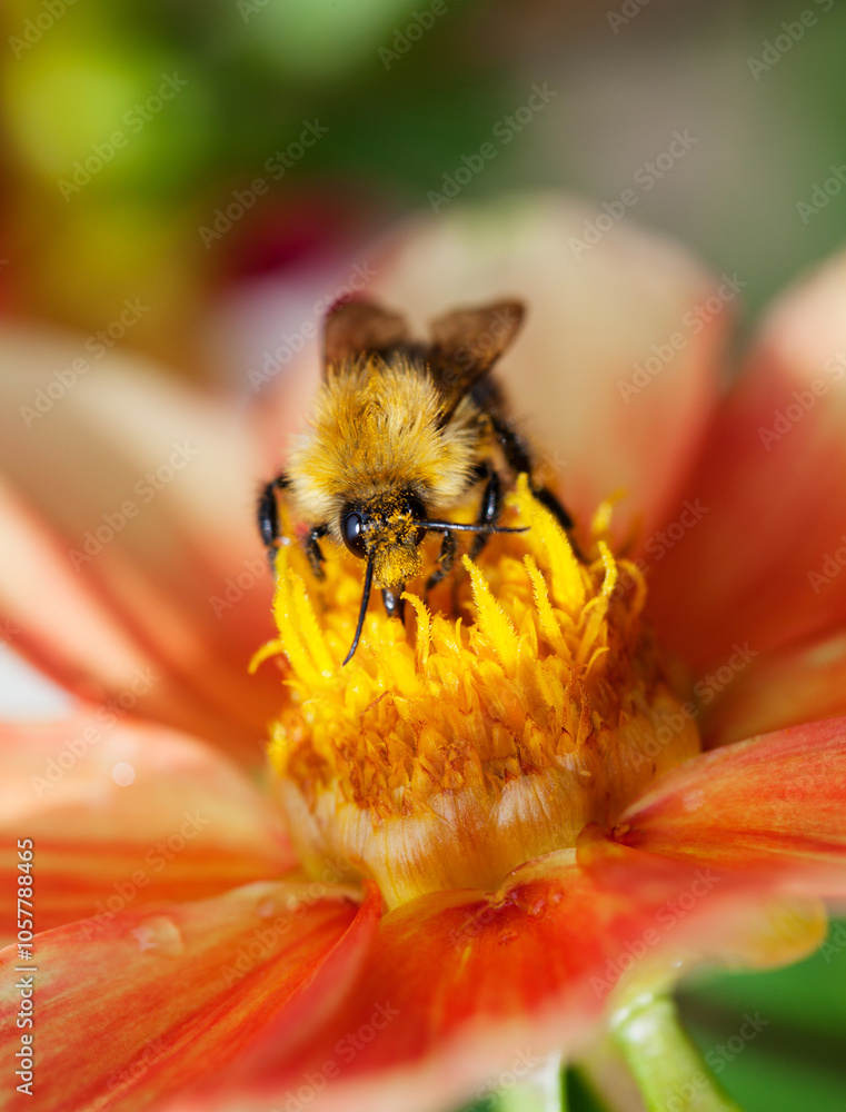 Honey bee (Apis mellifera) with pollen in its pile sitting on an orange dahlia flower in sunlight, macro, shallow dof