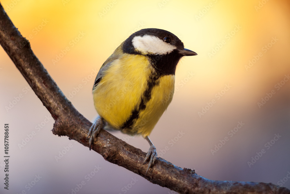Titmouse (Parus major) sitting on branch, copy space
