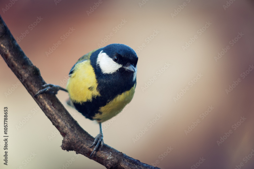 Titmouse (Parus major) sitting on branch, copy space