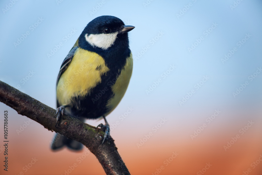 Titmouse (Parus major) sitting on branch, copy space