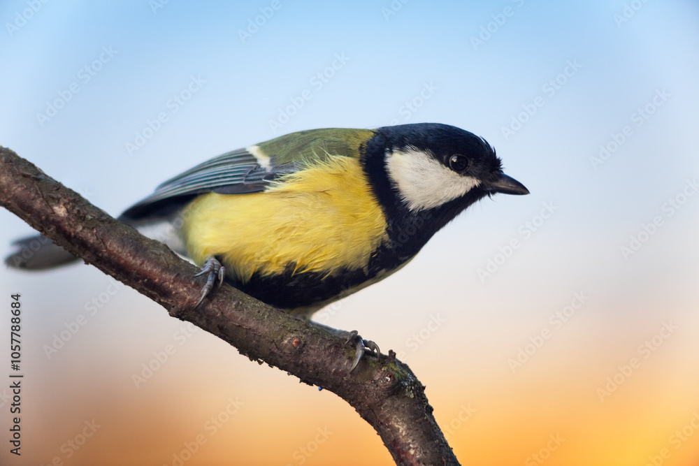 Titmouse (Parus major) sitting on branch, side view, copy space