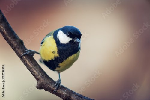 Obraz na płótnie Titmouse (Parus major) sitting on branch, copy space w salonie