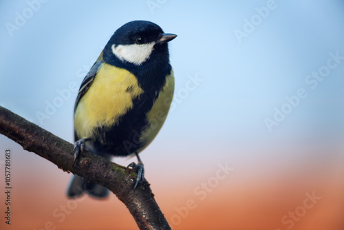 Obraz na płótnie Titmouse (Parus major) sitting on branch, copy space w salonie