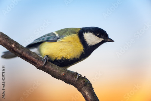 Obraz na płótnie Titmouse (Parus major) sitting on branch, side view, copy space w salonie