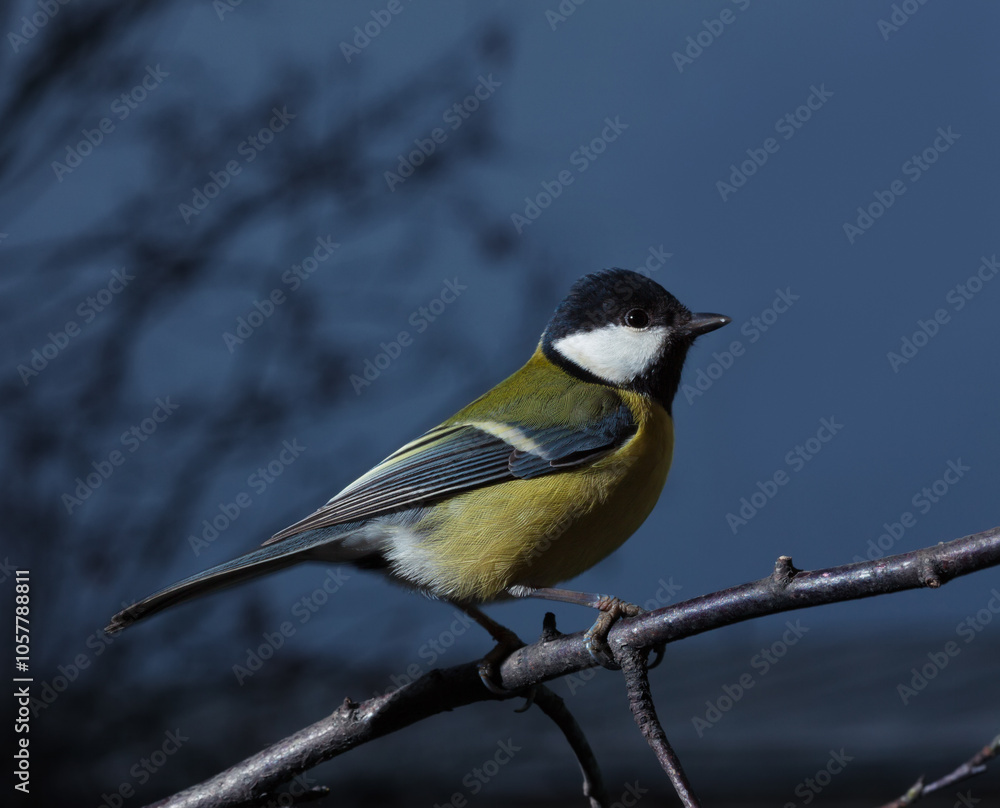 Titmouse (Parus major) sitting on branch, copy space; side view
