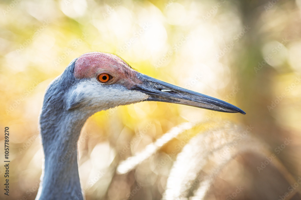 Obraz premium Detailed close-up of a sandhill cranes (Antigone canadensis) head, showing its eye and beak against a blurred background.