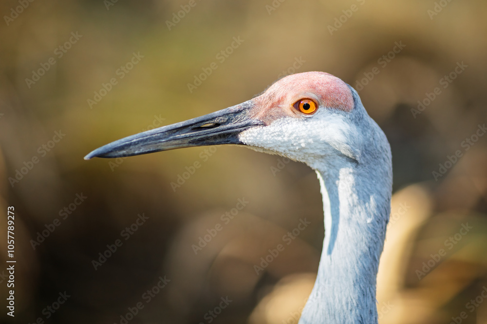Detailed close-up of a sandhill cranes (Antigone canadensis) head, showing its eye and beak against a blurred background.