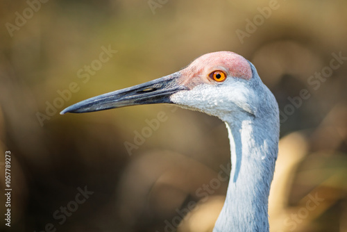 Obraz na płótnie Detailed close-up of a sandhill cranes (Antigone canadensis) head, showing its eye and beak against a blurred background. w salonie