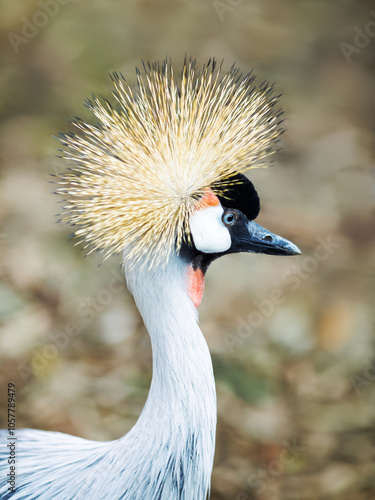 Obraz na płótnie Detailed close-up of a grey crowned crane’s (Balearica regulorum) head, showing its eye, beak and crown against a blurred background. w salonie
