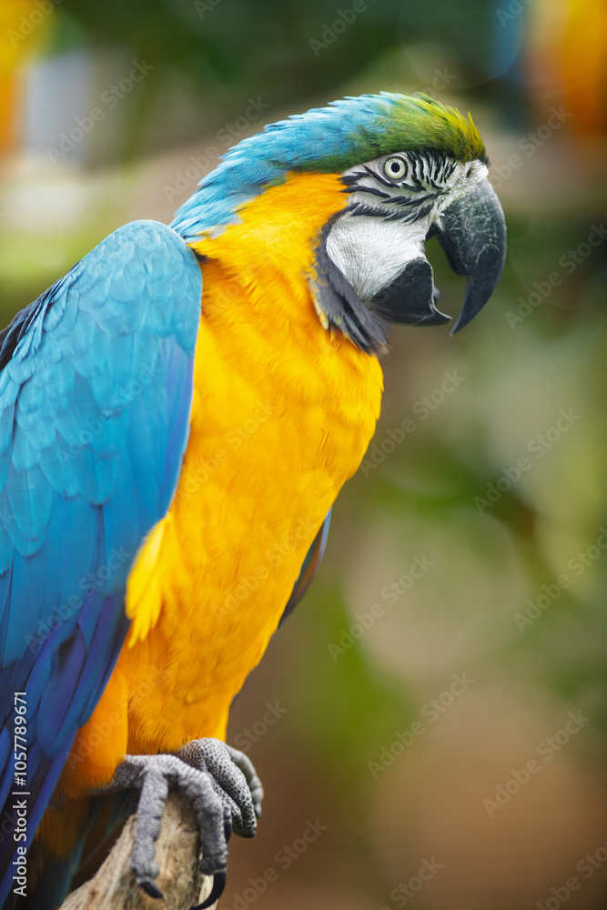 Blue-and-yellow macaw (Ara ararauna) with a large curved black beak, perched on a branch.