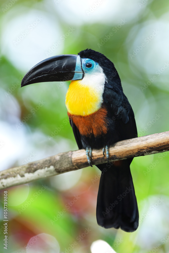 Channel-billed toucan (Ramphastos vitellinus) with a black beak, blue face, yellow throat, and black body, perched on a branch on a blurred background.