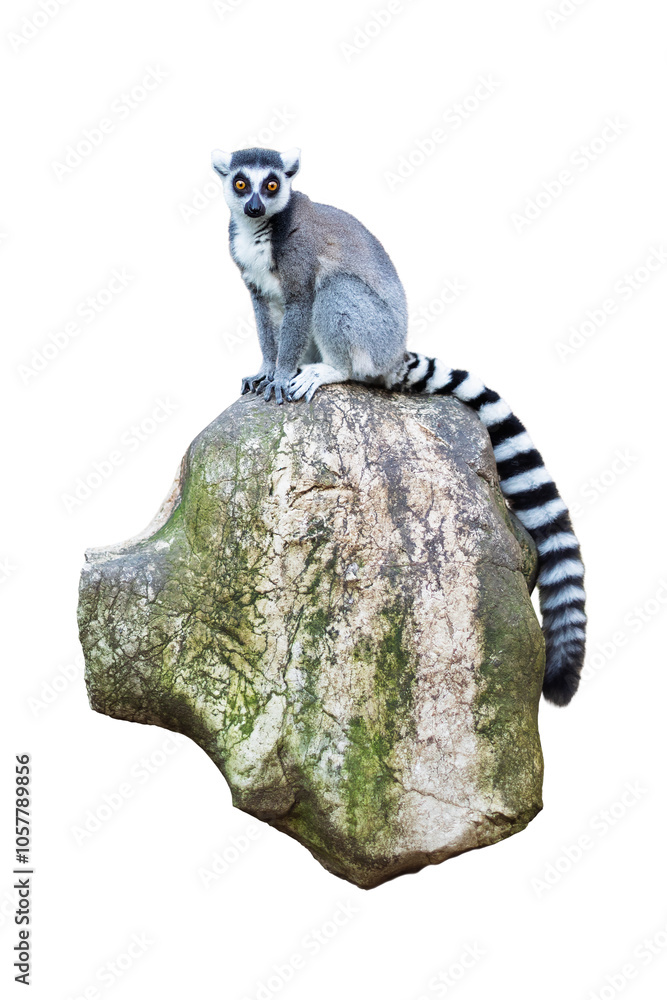 Ring-tailed lemur (Lemur catta) with a striped black and white tail, sitting on a rough, textured rock, isolated on a white background.