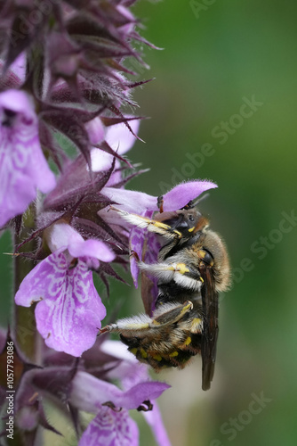 Closeup on a male European Common woolcarder bee, Anthidium manicatum on a purple Stachys flower photo