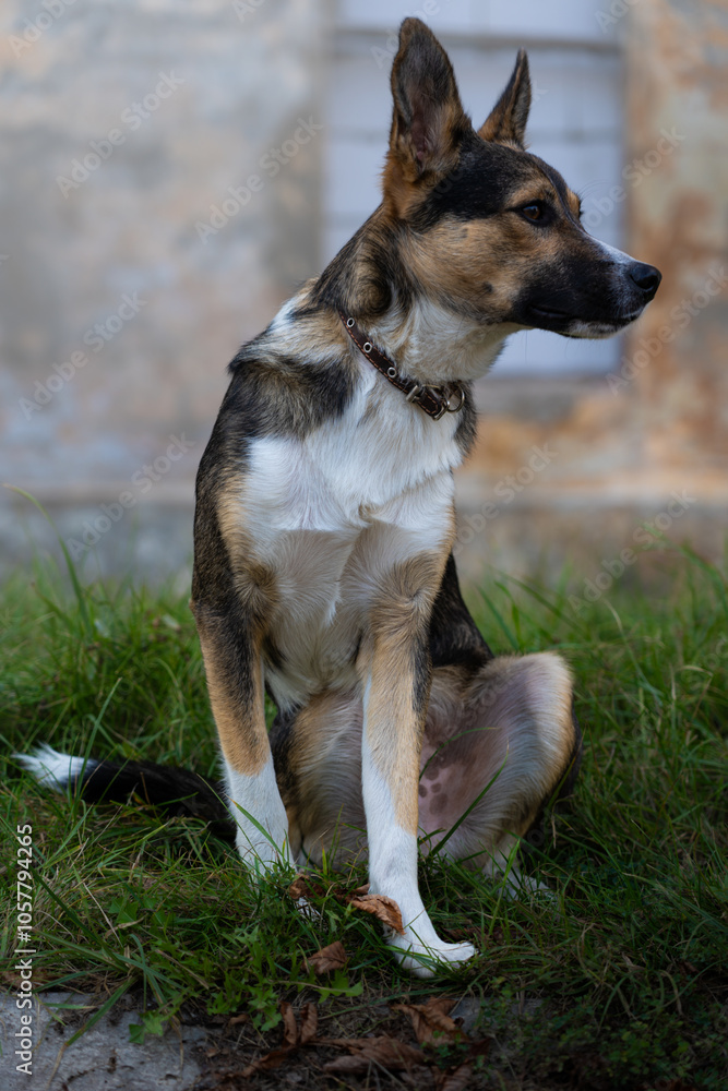 The yard dog looks attentively into the distance. The dog is sitting The yard dog looks attentively into the distance. The dog is sitting