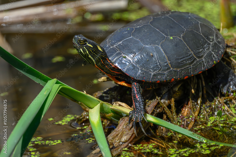 A painted turtle (Chrysemys picta) out of the water in Kensington Metropark, Michigan, USA. A painted turtle (Chrysemys picta) out of the water in Kensington Metropark, Michigan, USA.