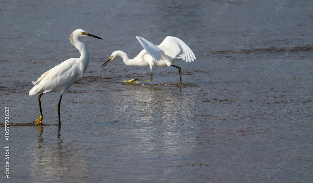Snowy Egret found in Barra de Tramandaí, in Rio Grande do Sul, Brazil. Snowy Egret found in Barra de Tramandaí, in Rio Grande do Sul, Brazil.