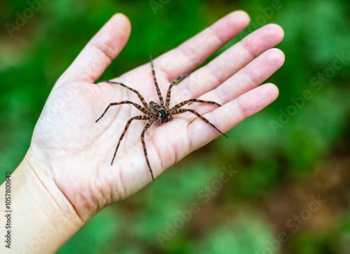 A large Fishing Spider in the palm of a person's hand photo