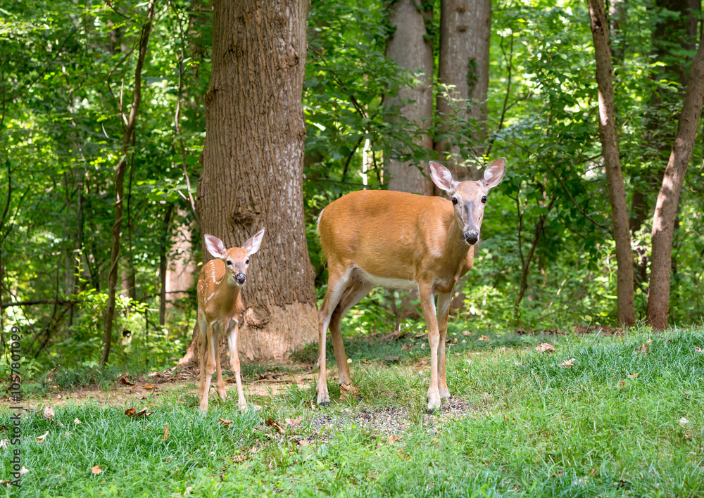 Fototapeta premium A mother doe and young White-tailed Deer fawn standing in the forest