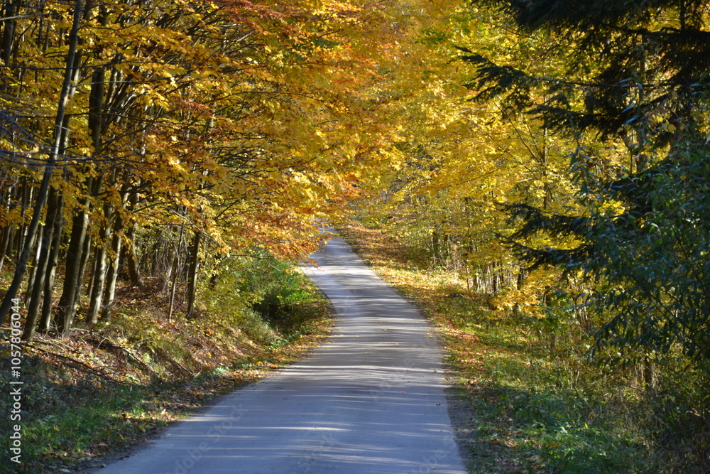 autumn road in the woods autumn road in the woods