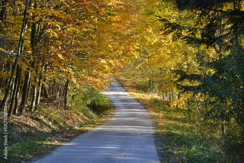 autumn road in the woods
