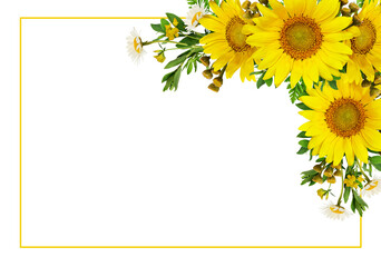 Sunflowers and wild flowers in a summer corner arrangement with yellow frame isolated on white or transparent background