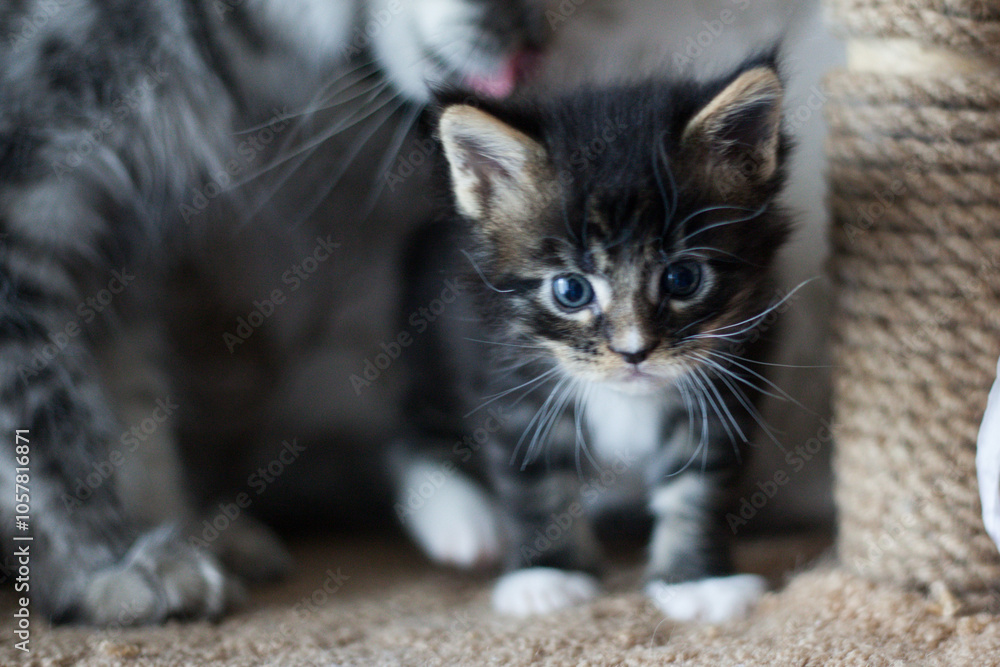 A charming Maine Coon kitten, standing on a scratching post A charming Maine Coon kitten, standing on a scratching post