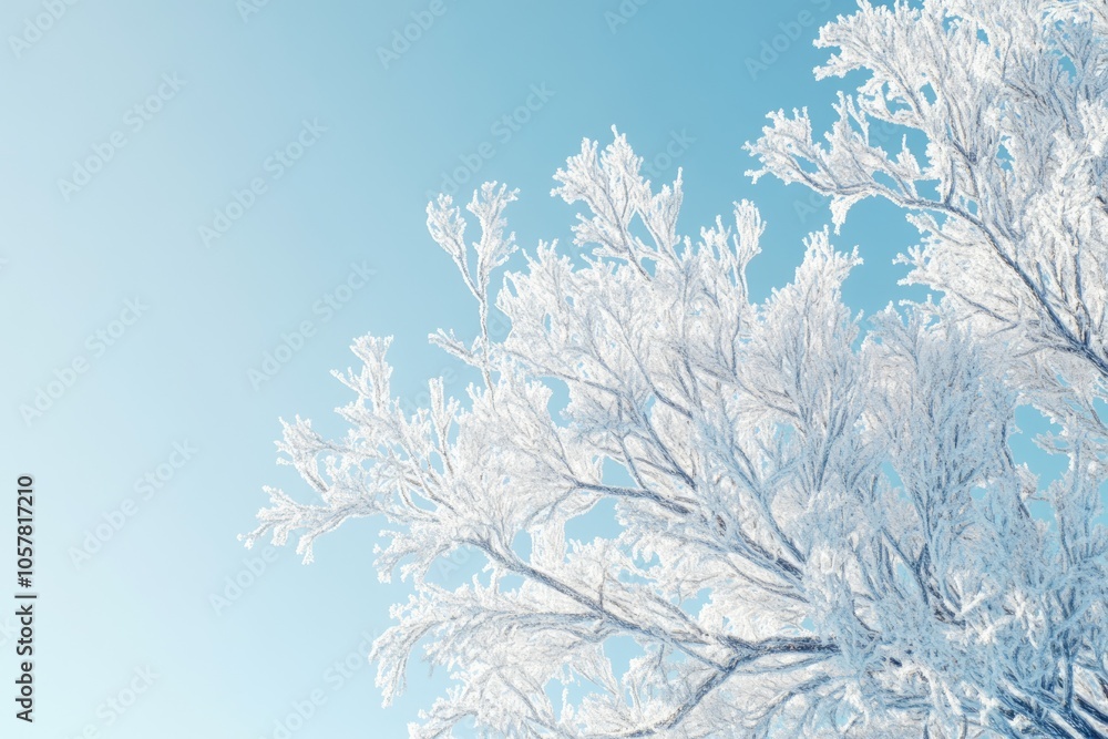 Winter species of snow covered tree branches against a blue clear frosty sky Winter Winter species of snow covered tree branches against a blue clear frosty sky Winter
