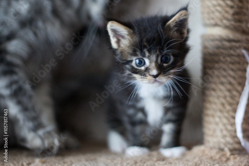 A charming Maine Coon kitten, standing on a scratching post