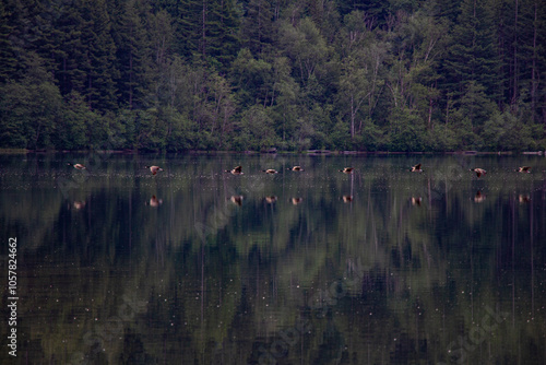 lago no Canadá com reflexo das árvores e aves voando em linha sobre a água