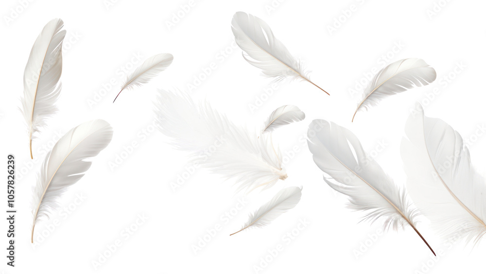 PNG White feathers flying white background lightweight. PNG White feathers flying white background lightweight.
