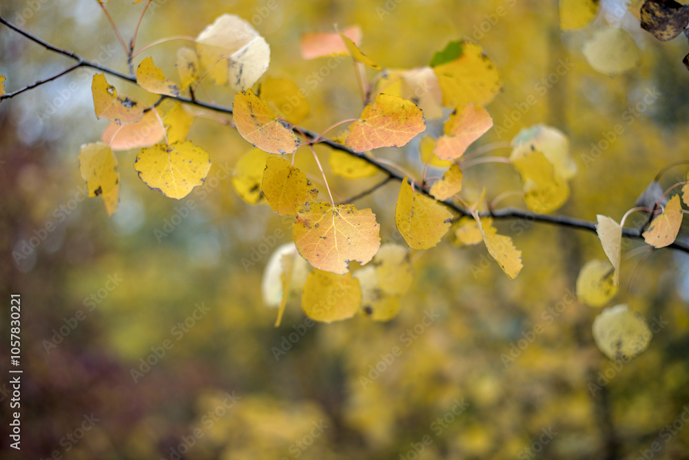 Yellow aspen leaves on a branch in October