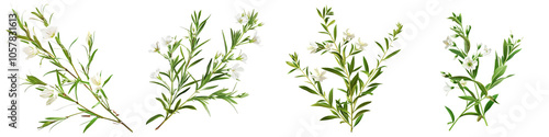 White Flowers with Green Stems on White Background, botanical, flowers, isolated, stems