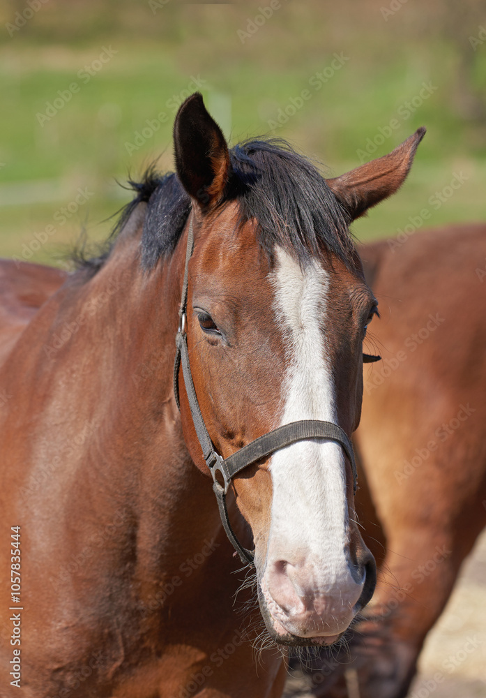 Horse, face and farm in sunshine, countryside and outdoor with mane, health and growth on field, Equine animal, portrait and chestnut pet in summer, wellness and development at ranch in Argentina Horse, face and farm in sunshine, countryside and outdoor with mane, health and growth on field, Equine animal, portrait and chestnut pet in summer, wellness and development at ranch in Argentina