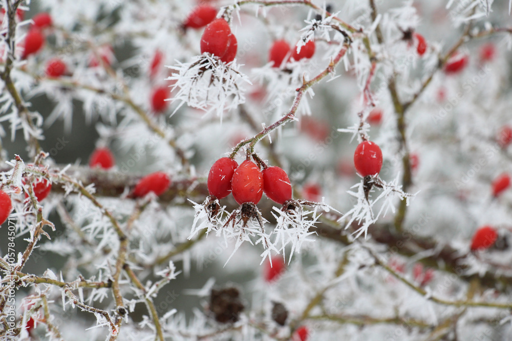 Frost and frost on plants in winter Frost and frost on plants in winter