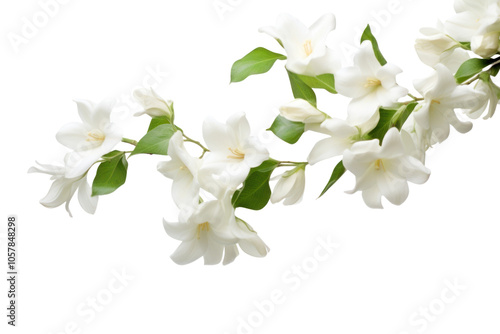 PNG Photo of flying jasmine flowers blossom plant petal.