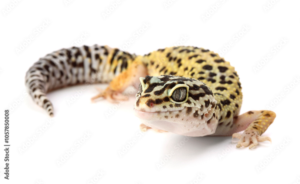 One beautiful gecko isolated on white. Exotic pet One beautiful gecko isolated on white. Exotic pet