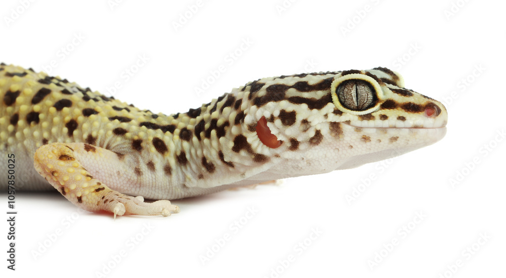 One beautiful gecko isolated on white. Exotic pet One beautiful gecko isolated on white. Exotic pet
