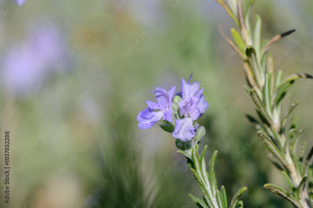 Delicate lavender blooms sway gently in the sunlight amidst a lush green landscape Delicate lavender blooms sway gently in the sunlight amidst a lush green landscape