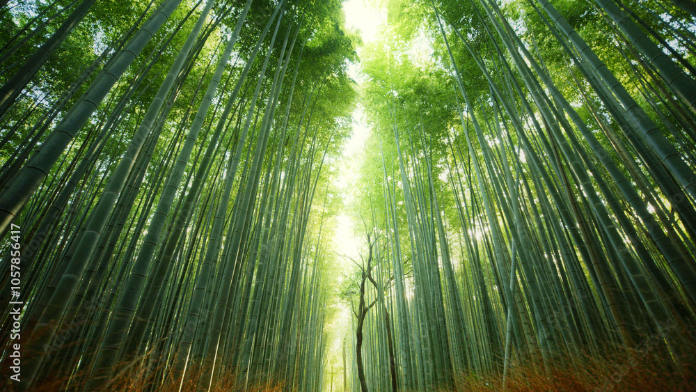 Beautiful bamboo stocks with daylight peeking through Beautiful bamboo stocks with daylight peeking through