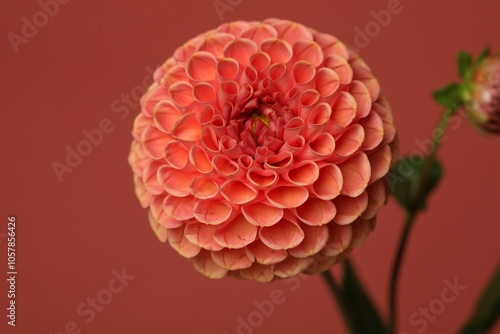 Beautiful dahlia flower on dark red background, closeup