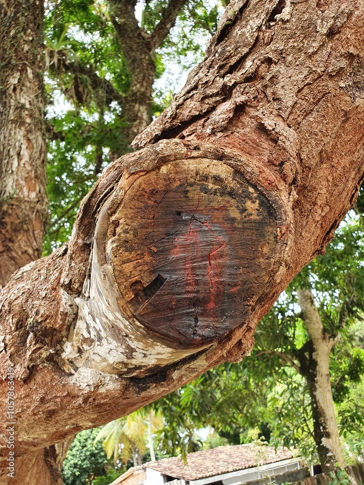 Pau-Brasil, Porto Seguro.