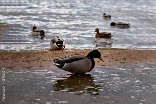 many ducks and geese on the lake shore near the water