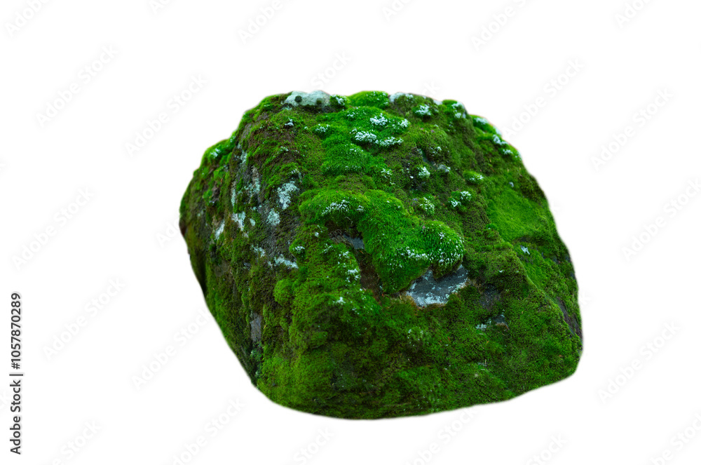 stone covered with moss isolated on white background stone covered with moss isolated on white background