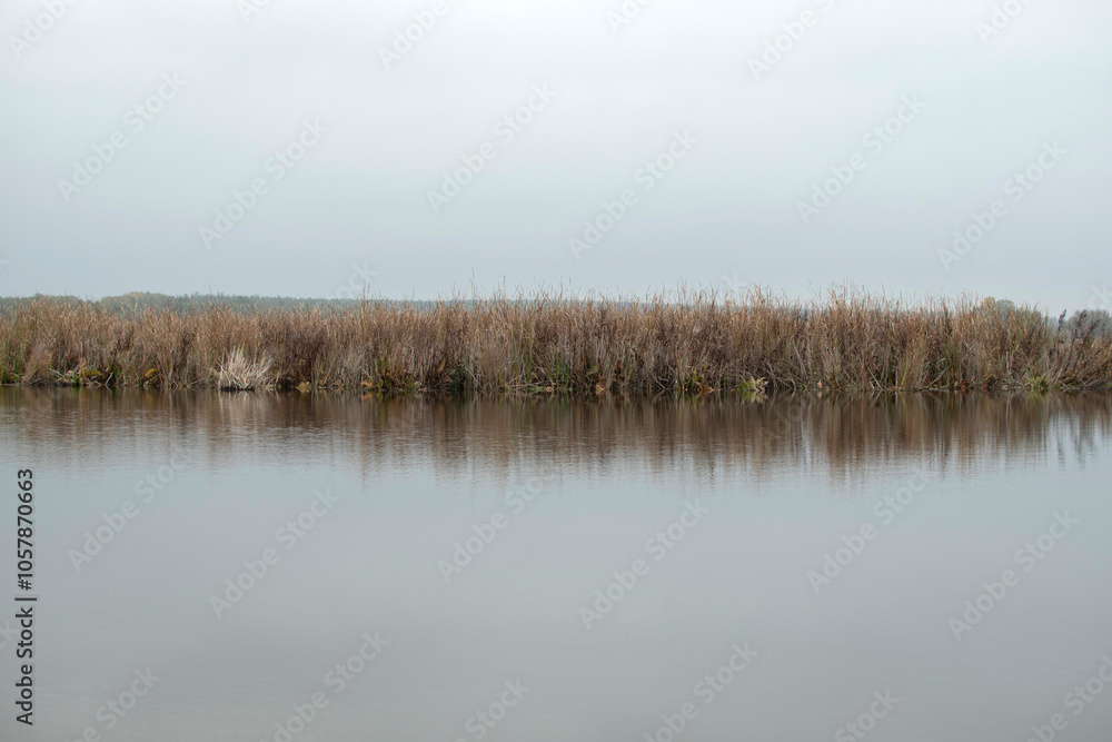 Cattails and reeds on river at autumn Cattails and reeds on river at autumn