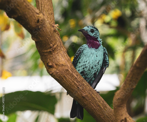 spangled cotinga photo