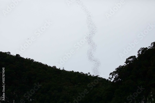 Wrinkle lipped free tailed bat exodus photo