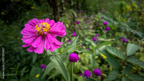 Colorful blooming flowers in a vibrant garden field. photo