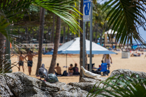 Birds standing on the rocks at at Waikiki Beach with lush green palm trees and clouds in Honolulu Hawaii USA photo