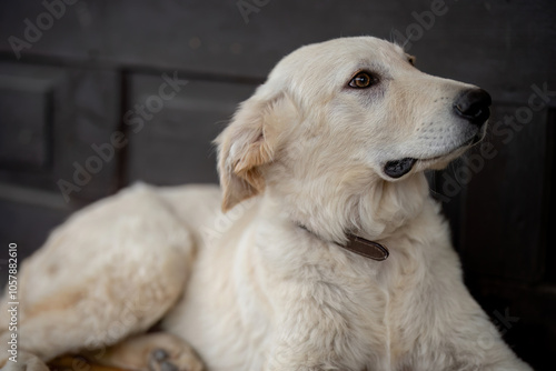 Calm White Dog Resting Indoors 